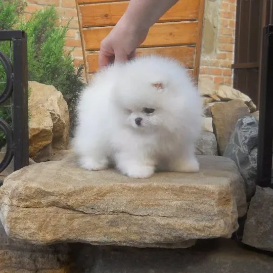 ???? Piękne szczenięta pomeraniana, pies i suczka na sprzedaż ????, , Wrocisławice