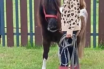 Kucynka, Zachodniopomorskie, Grzybno