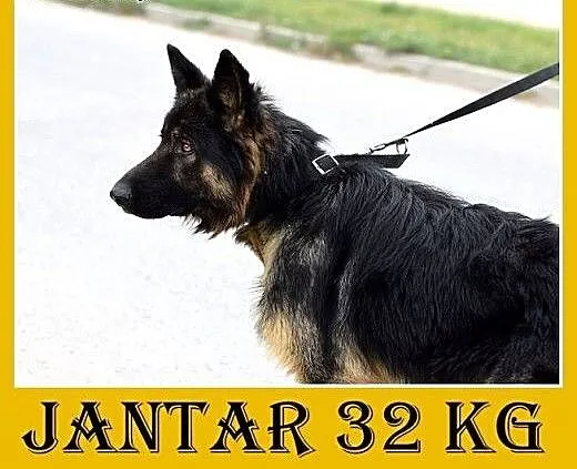 Owczarek niemiecki,wierny,odważny pies JANTAR do d