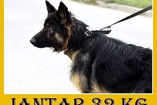 Owczarek niemiecki,wierny,odważny pies JANTAR do d