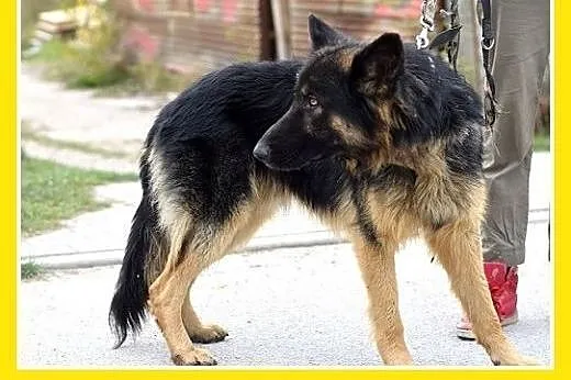 Owczarek niemiecki,wierny,odważny pies JANTAR do d