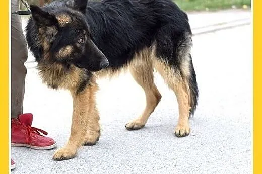 Owczarek niemiecki,wierny,odważny pies JANTAR do d
