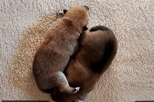 Rezerwacje na dwoje szczeniąt rasy Shiba Inu, Lubelskie, Bychawka Trzecia