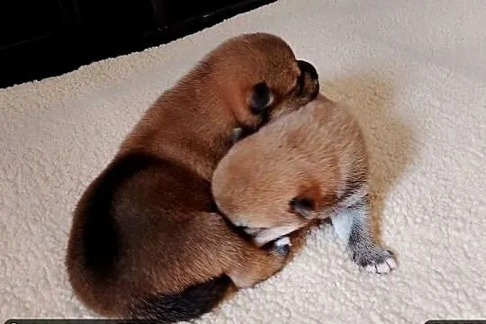 Rezerwacje na dwoje szczeniąt rasy Shiba Inu, Lubelskie, Bychawka Trzecia