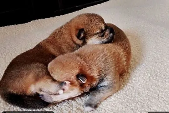Rezerwacje na dwoje szczeniąt rasy Shiba Inu, Lubelskie, Bychawka Trzecia