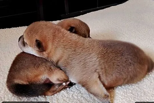 Rezerwacje na dwoje szczeniąt rasy Shiba Inu, Lubelskie, Bychawka Trzecia