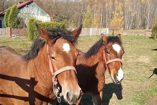 Sprzedam źrebicę i ogierka