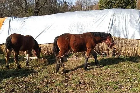 Sprzedam źrebicę i ogierka, Podkarpackie, Gogołów