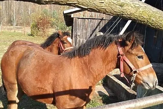 Sprzedam źrebicę i ogierka, Podkarpackie, Gogołów