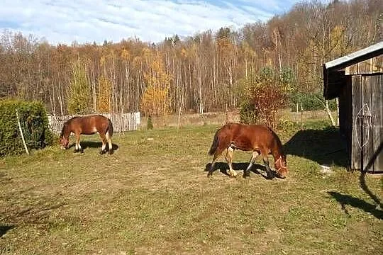 Sprzedam źrebicę i ogierka, Podkarpackie, Gogołów