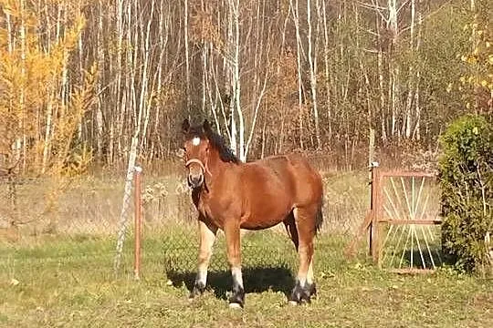 Sprzedam źrebicę i ogierka, Podkarpackie, Gogołów