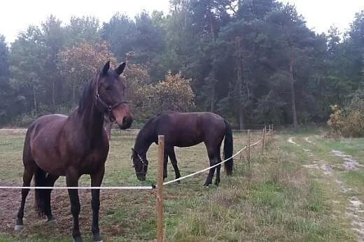 Wolne boksy dla koni Pensjonat dla koni,  mazowiec