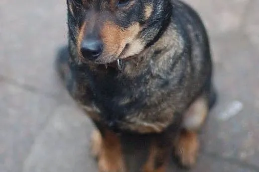 Maja, spokojna, przyjazna suczka do adopcji,  Kundelki cała Polska