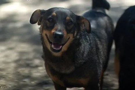 Maja, spokojna, przyjazna suczka do adopcji,  Kund