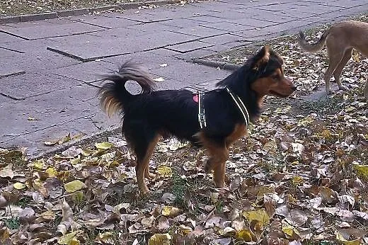 Szanti czeka na dom,  łódzkie Łódź