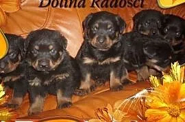Rottweiler REZERWACJA,  łódzkie Radomsko, Radomsko