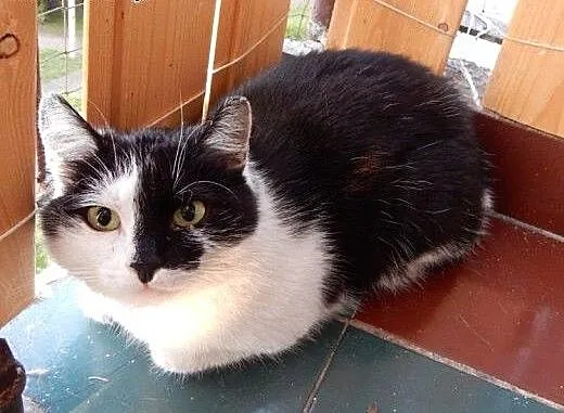 Jedyneczka do adopcji, łódzkie Łódź