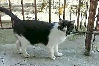 Jedyneczka do adopcji,  łódzkie Łódź