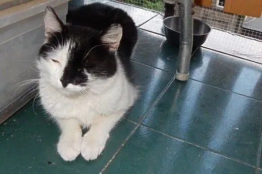 Jedyneczka do adopcji,  łódzkie Łódź