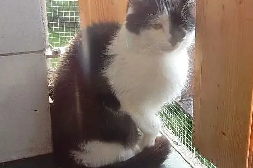 Jedyneczka do adopcji,  łódzkie Łódź