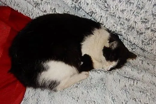 Jedyneczka do adopcji,  łódzkie Łódź