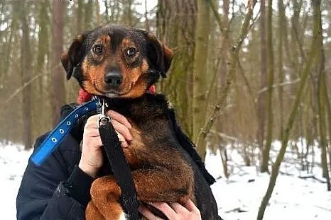 Bezkonfliktowy i uroczy FOREST. Gdzie jego DOMEK?,