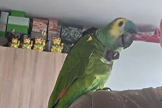 Sprzedam Amazonkę
