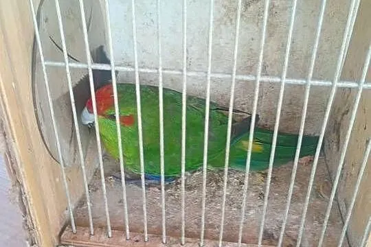 Papugi kolorowe, Łódzkie, Wrzesiny