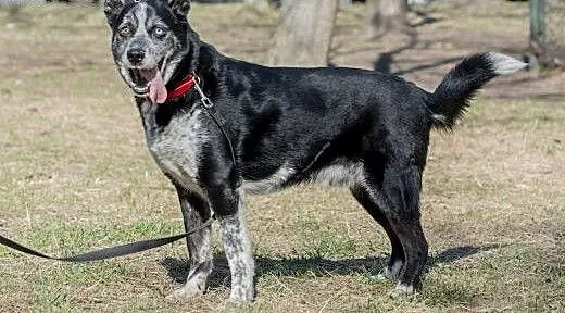 Wyjatkowy pies Blue do adopcji, mazowieckie Warsz