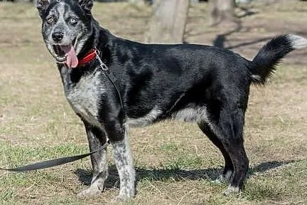 Wyjatkowy pies Blue do adopcji,  mazowieckie Warsz