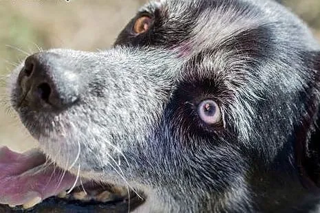 Wyjatkowy pies Blue do adopcji,  mazowieckie Warsz