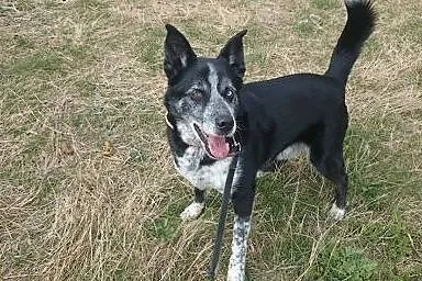 Wyjatkowy pies Blue do adopcji,  mazowieckie Warsz