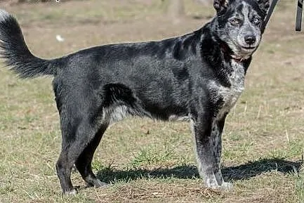 Wyjatkowy pies Blue do adopcji,  mazowieckie Warsz