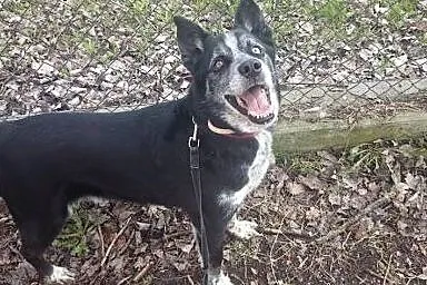 Wyjatkowy pies Blue do adopcji,  mazowieckie Warsz