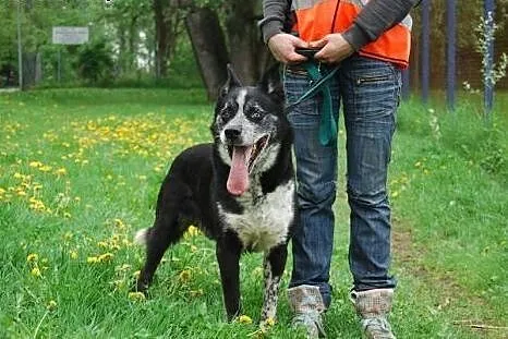 Wyjatkowy pies Blue do adopcji,  mazowieckie Warsz