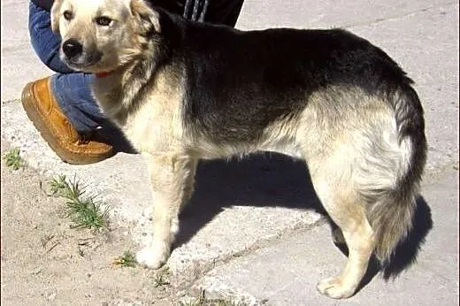 Laki - nad wyraz urodziwy młodzieniec :),  warmińsko-mazurskie Kętrzyn
