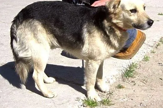 Laki - nad wyraz urodziwy młodzieniec :),  warmińs