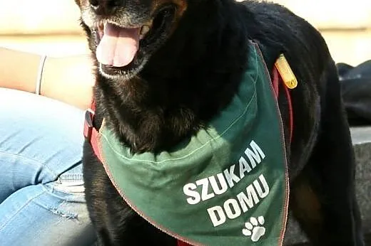 Przyjacielski Velvet mieszaniec rottweilera,  doln