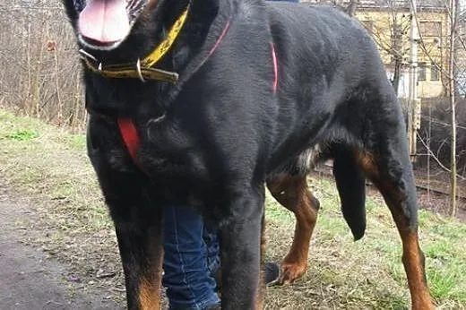 Przyjacielski Velvet mieszaniec rottweilera,  doln