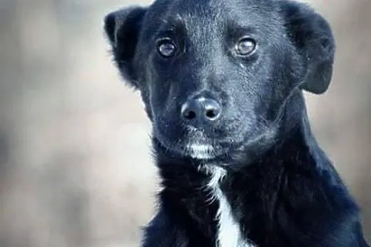 Bas, 5 miesięczny SZCZENIAK, maluch w krawacie do adopcji!,  Kundelki cała Polska