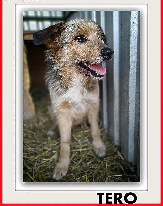 3lata,średni,terier mix,łagodny,szczepiony piesek TERO.ADOPCJA, dolnośląskie Wrocław,