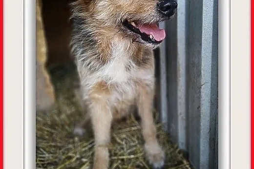 3lata,średni,terier mix,łagodny,szczepiony piesek TERO.ADOPCJA,  dolnośląskie Wrocław, 