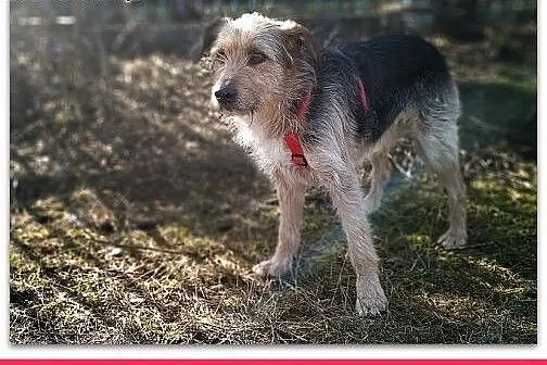 3lata,średni,terier mix,łagodny,szczepiony piesek TERO.ADOPCJA,  dolnośląskie Wrocław, 
