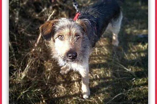 3lata,średni,terier mix,łagodny,szczepiony piesek TERO.ADOPCJA,  dolnośląskie Wrocław, 