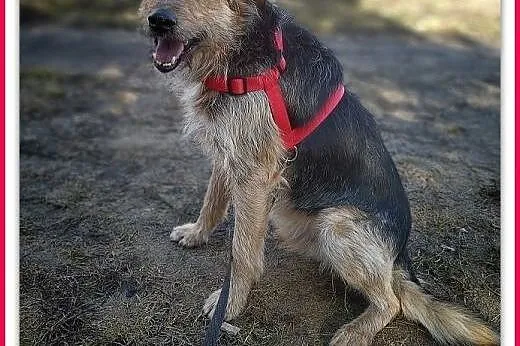 3lata,średni,terier mix,łagodny,szczepiony piesek TERO.ADOPCJA,  dolnośląskie Wrocław, 