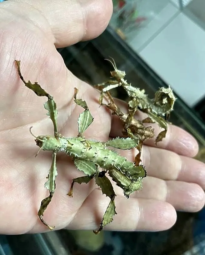 straszyki australijskie w Gliwicach, Śląskie, Gliwice