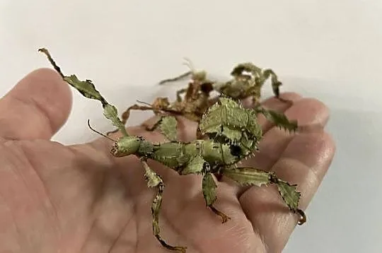 straszyki australijskie w Gliwicach, Śląskie, Gliwice