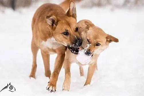Kochana LORI do adopcji,  dolnośląskie Wrocław