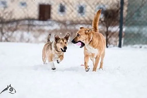 Kochana LORI do adopcji,  dolnośląskie Wrocław