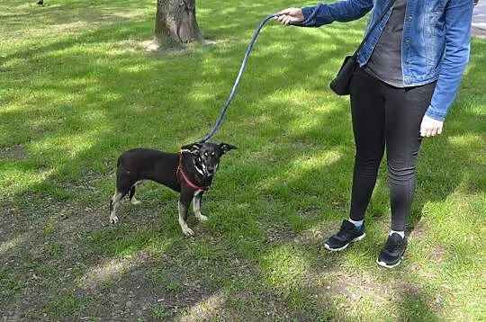 Nieduża Gucia, wywalona na ulicę_ Cudna sunia do p